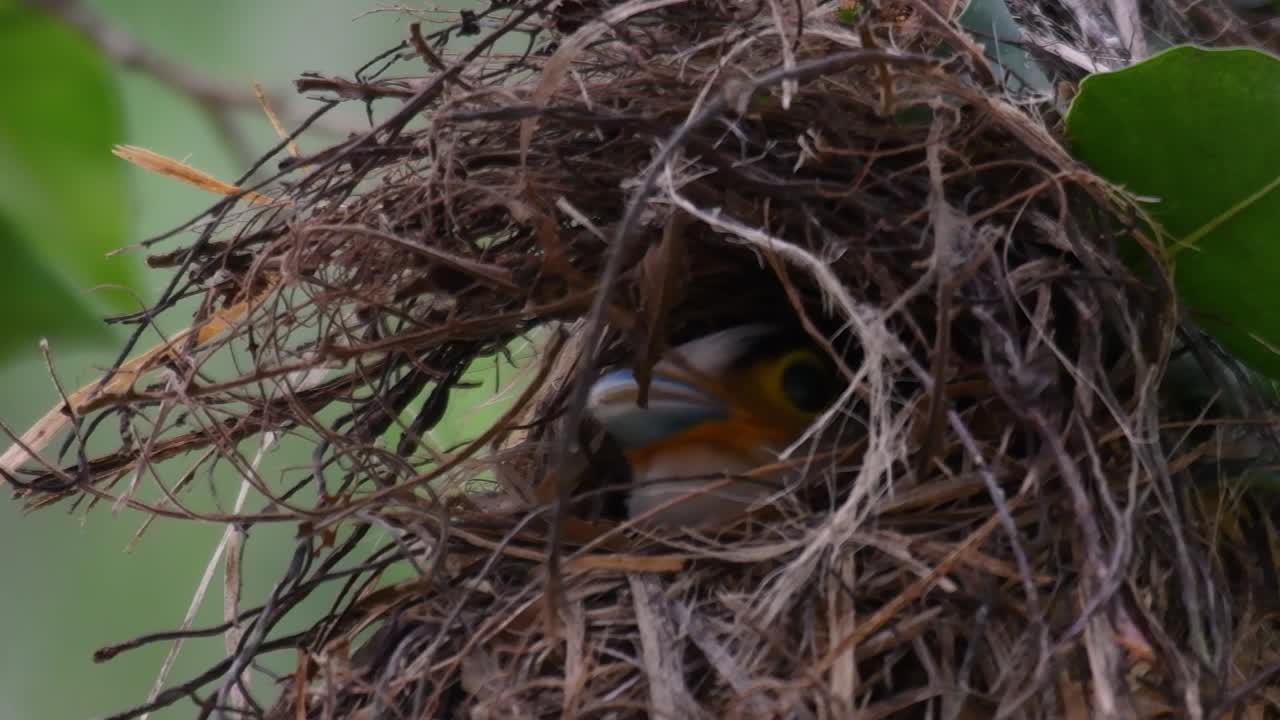 The Silver-breasted Broadbill is a famous bird in Thailand, both local and international