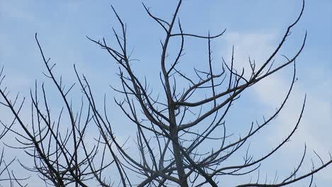 a dead tree against the background of the blue sky