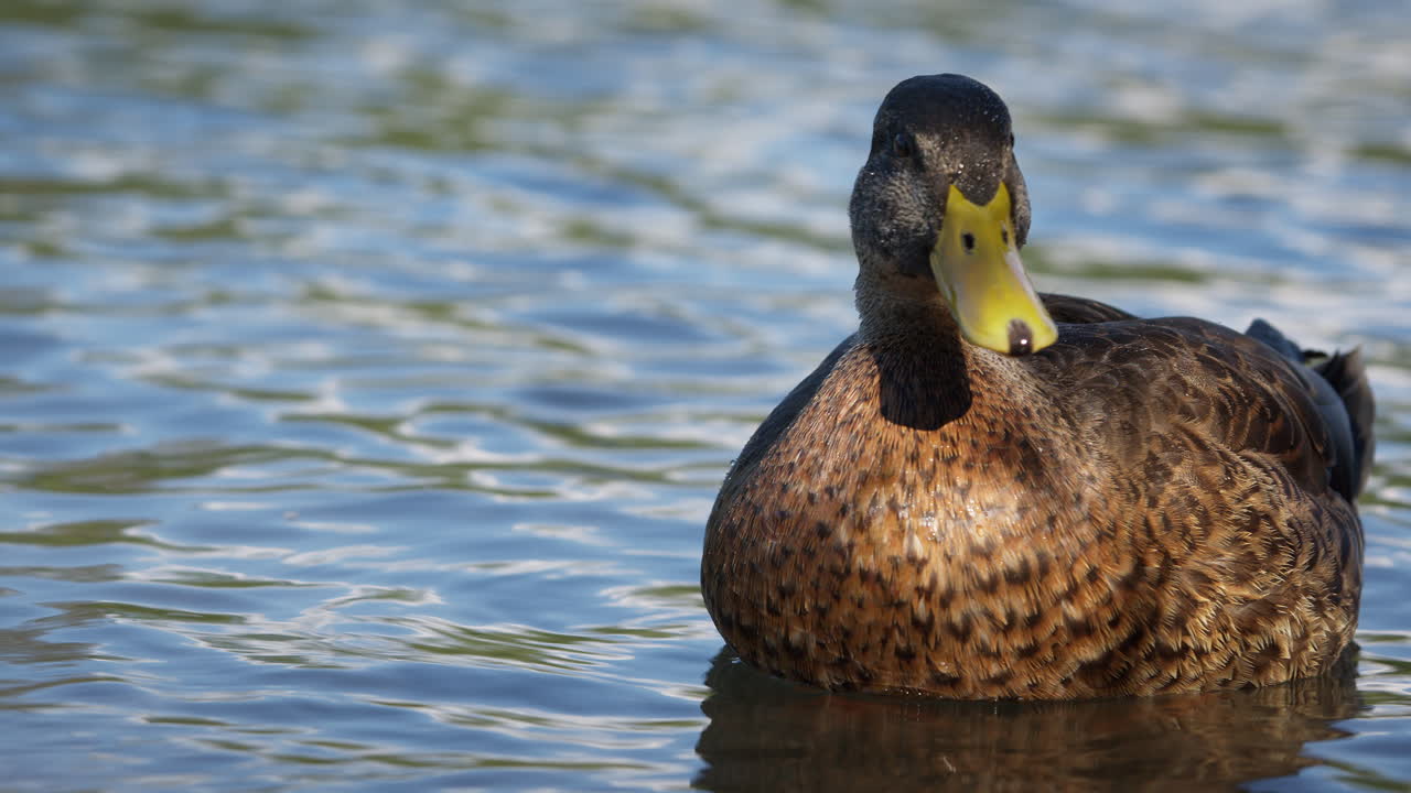 A duck swims on the calm waters of a lake and preens its feathers with its beak. Water drips down from its beak. The blue sky is reflected in the water.