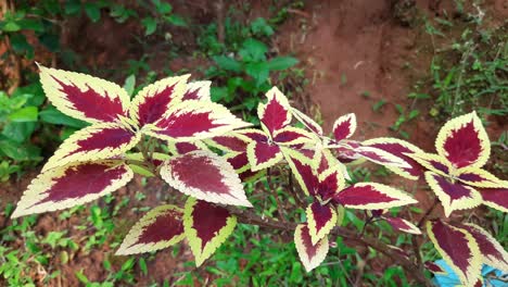 在大自然中近距離放大 coleus 的影像