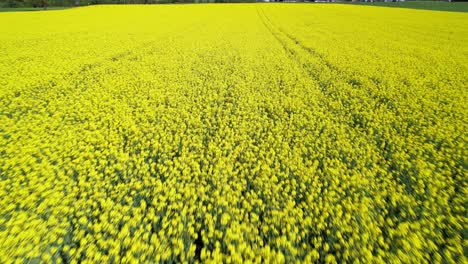 Campo-De-Canola-Floreciente-Orgánico-Amarillo-Brillante,-Sobrevuelo-Bajo-De-Drones-4k