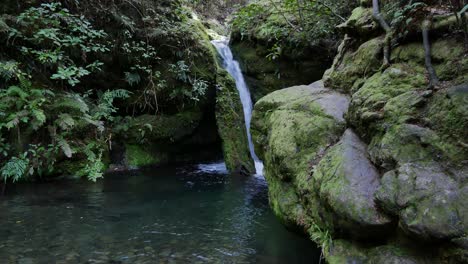 beautiful waterfall cascading into pool of water in new zealand jungle