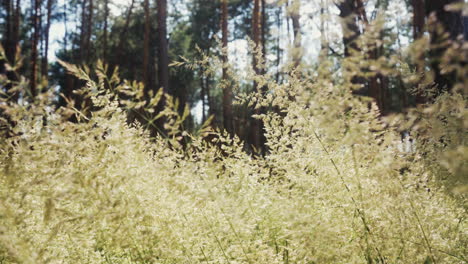 bosque a la luz del día