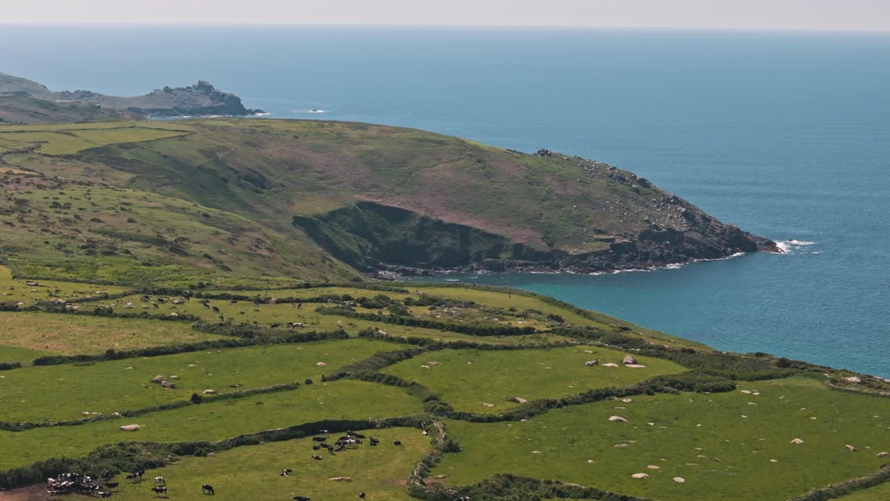 Aerial ascent over farmland on Cornwall coast with ocean in background and open fields full of livestock