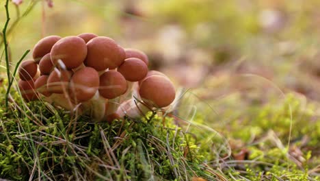 armillaria mushrooms of honey agaric in a sunny forest.