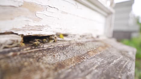 honey bees in slow motion.