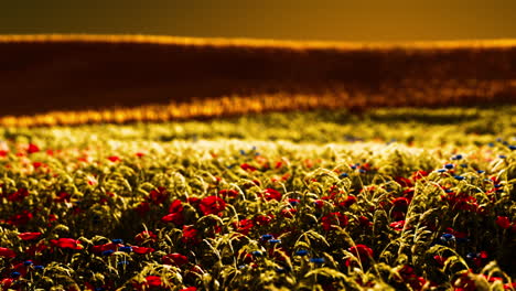 beautiful poppy field during sunrise