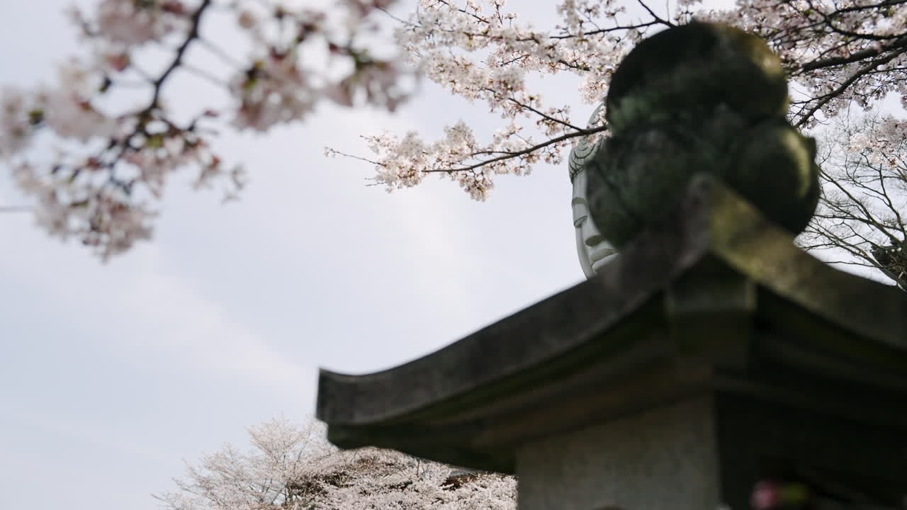 revelar una gran estatua de buda en medio de los cerezos en el templo budista tsubosakadera en takatori, japón