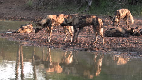 african wild dogs approach a small pan to cool off