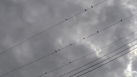varios pájaros sentados en una línea telefónica eléctrica con nubes grises encima