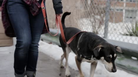 a dog and its owner start walking from a rest