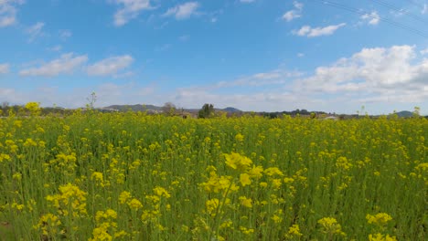 Slow-dolly-forward-shot-of-yellow-rapeseed-crop-field-in-bloom-on-sunny-day