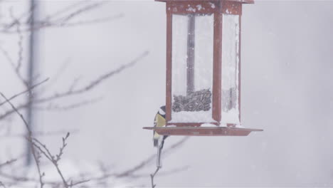 Great-tit-lands-on-bird-feeder,-takes-off,-snowy-winter-in-Sweden,-slow-motion