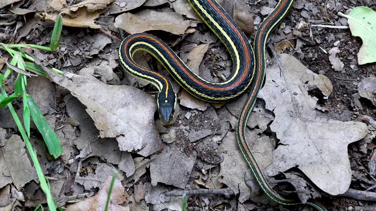 Static video of a Western Ribbon Snake Thamnophis proximus. Camera is positioned above the snake in the front. Snake is coiled in a strike position