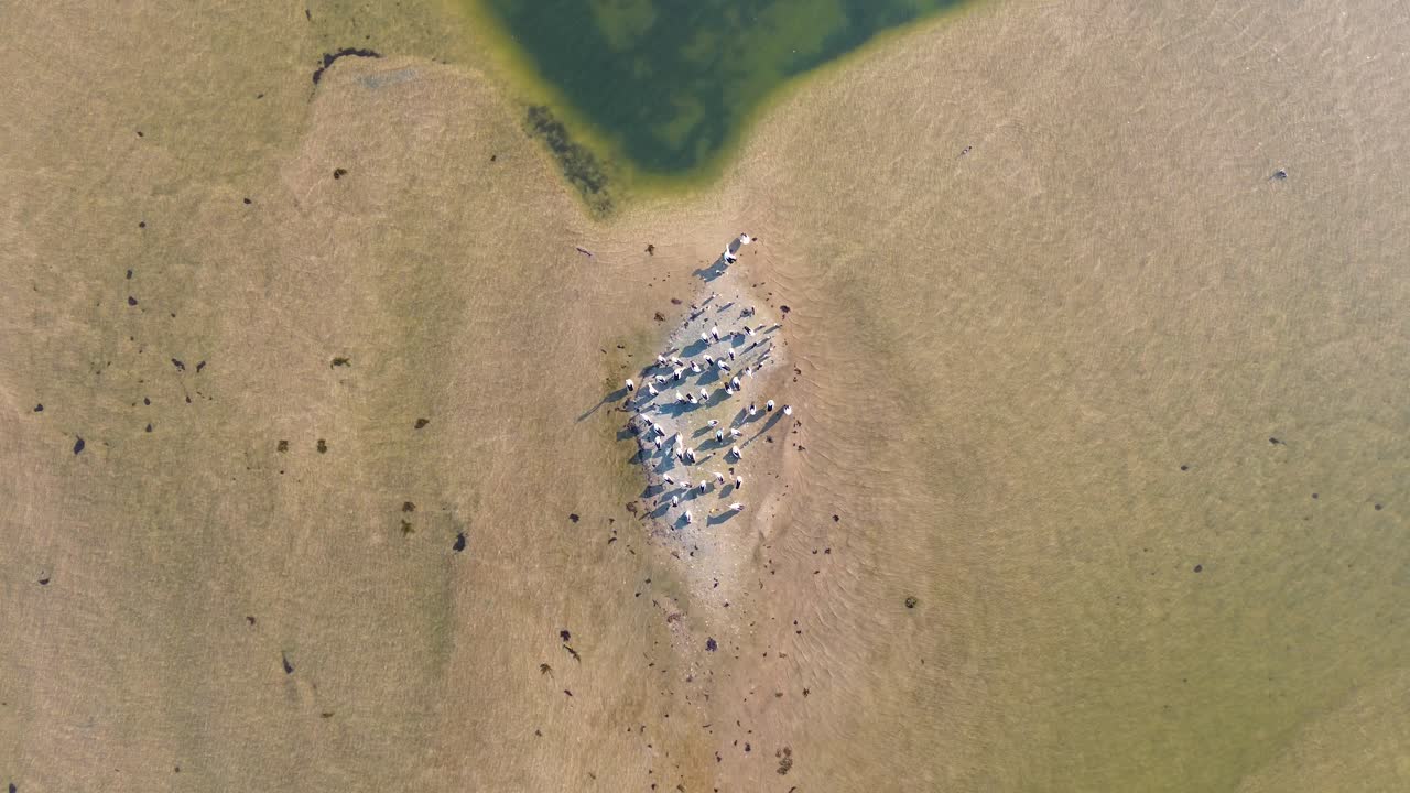 Drone aerial bird's-eye view pelican bird on sand bar island The Entrance channel inlet river system NSW travel tourism Central Coast Australia 4K