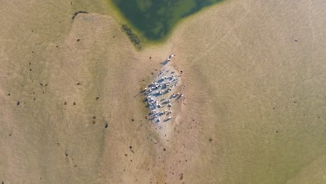 Drone-Aéreo-Vista-Aérea-Pájaro-Pelícano-En-La-Isla-De-La-Barra-De-Arena-El-Canal-De-Entrada-Sistema-Del-Río-De-Entrada-Nsw-Viajes-Turismo-Costa-Central-Australia-4k