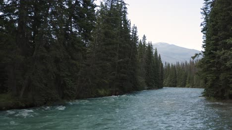 el suave flujo de un río claro que atraviesa un denso bosque con la suave luz de la madrugada proyectando un resplandor sereno sobre los árboles y el agua