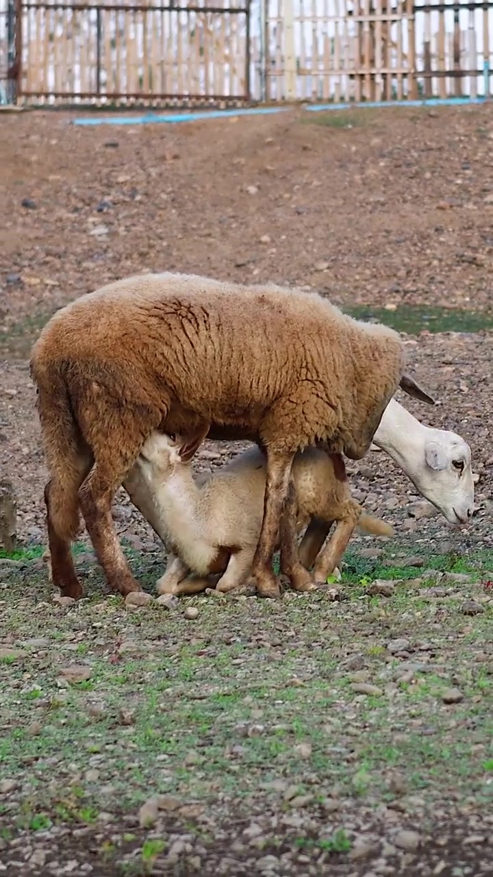 Pecore con agnelli che si nutrono in un campo