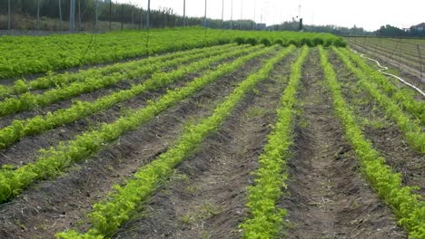 view of furrows in an agricultural field next to the road with plants starting to grow on a cloudy day and with slight camera movement.