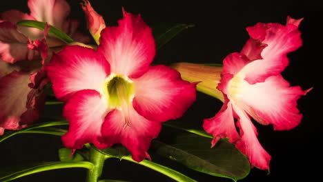 vivid pinky white blossoming flower of the desert rose tree, adenium obesum