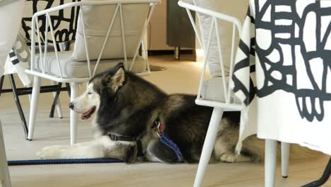 husky dog relaxing in a cafe