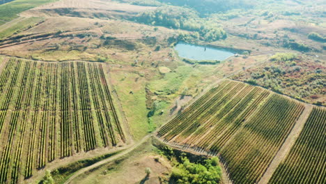 flying over a big vineyard at the sunset