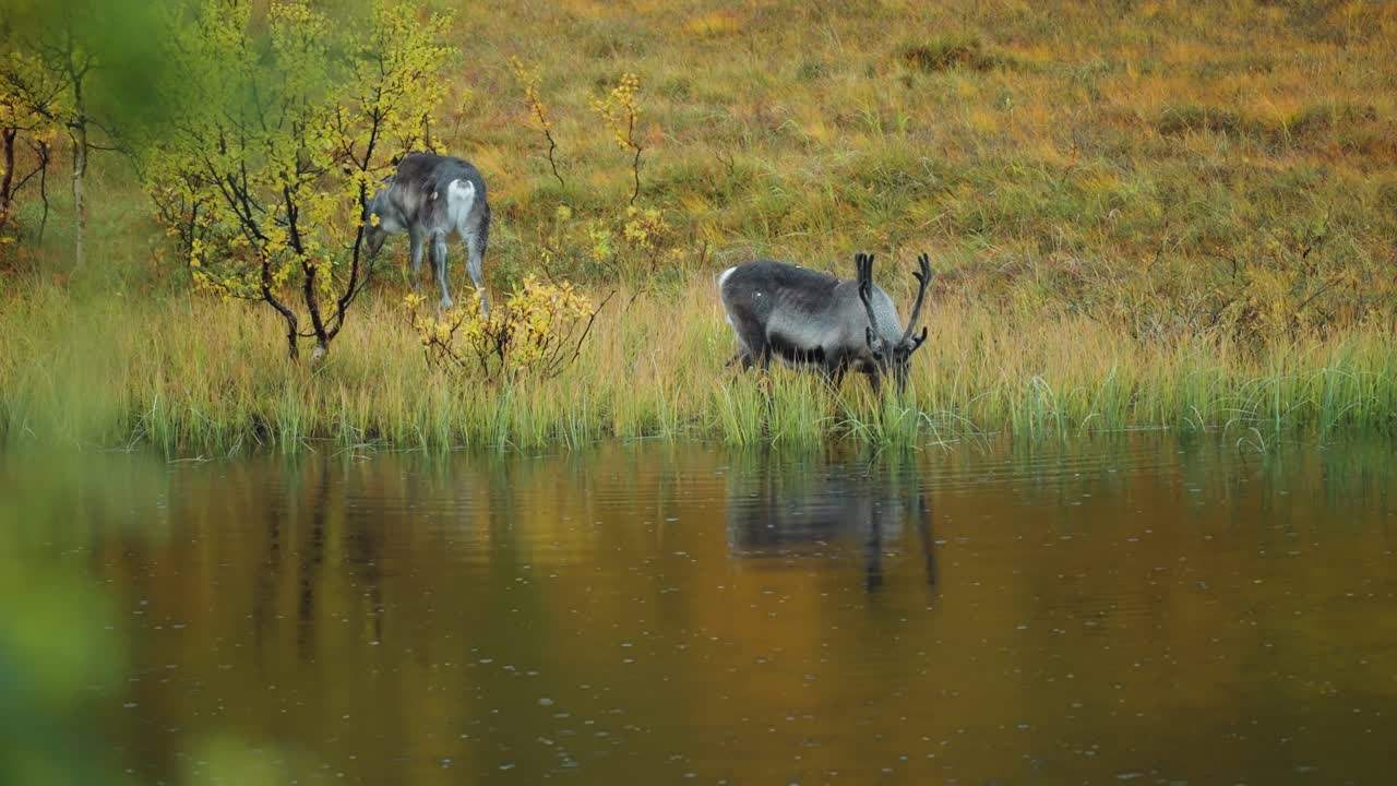 Two reindeer graze on the water's edge