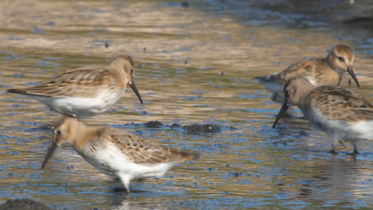 해안에서 먹이를 먹고 있는 던린 떼 - 미디엄 샷