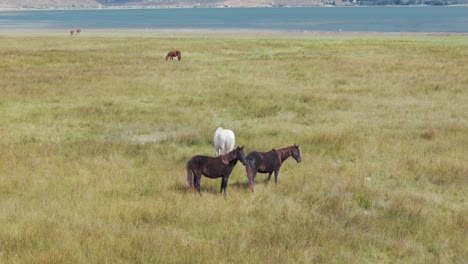wild horses grazing in a grassy field by a lake