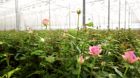 rosas que crecen en el invernadero