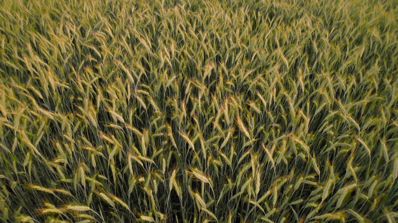 rye field at sunset, as the gentle breeze sways the ears of grain in a serene rural landscape