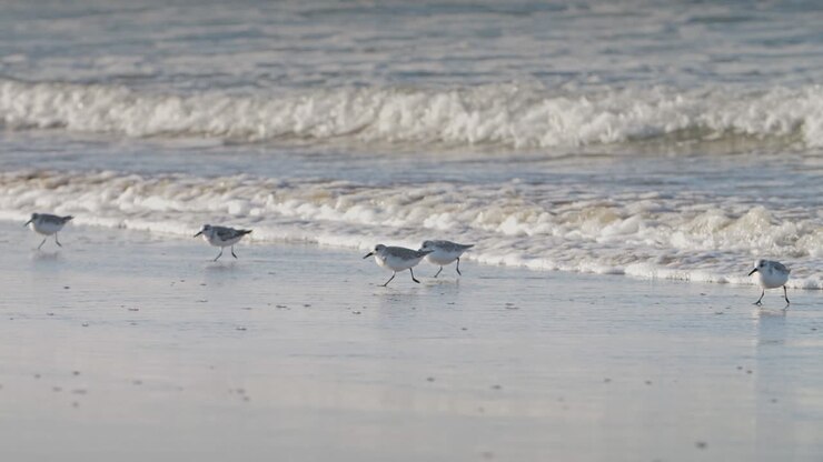 Sanderlings Running on a Beach