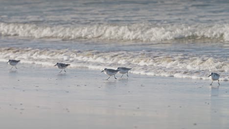 해변에서 실행 sanderlings