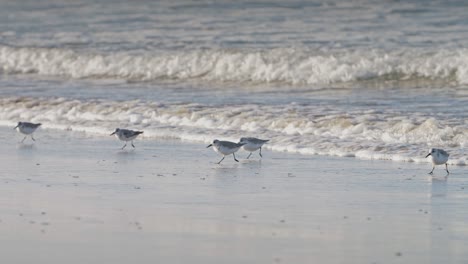 sanderlings corriendo en una playa