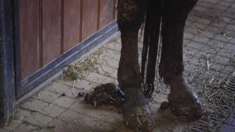 fresh poop on the ground next to horse hooves in horse stable. close