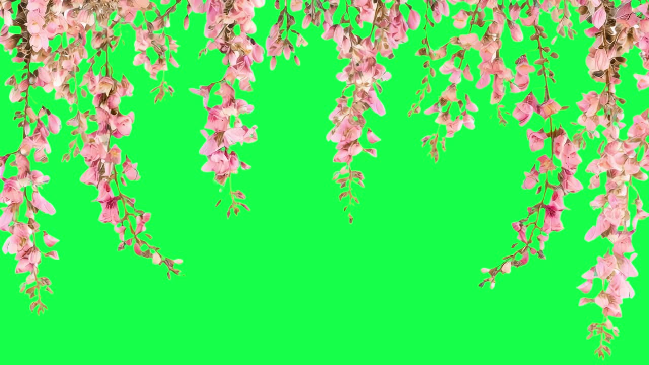 Pink blossoms animation, transparent 4K video, green screen