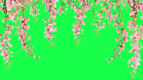 Pink blossoms animation, transparent 4K video, green screen