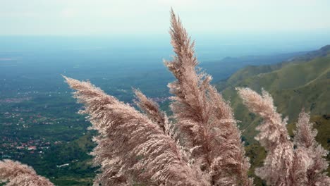 pampa grass on the slope of a mountain