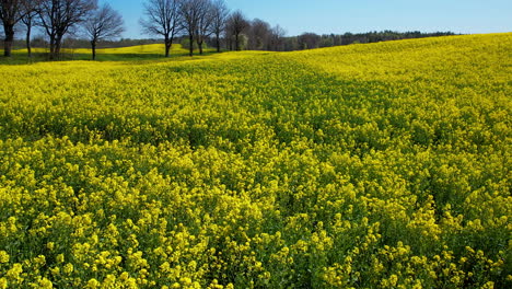 beautiful sea of endless vibrant yellow canola flowers in poland farm