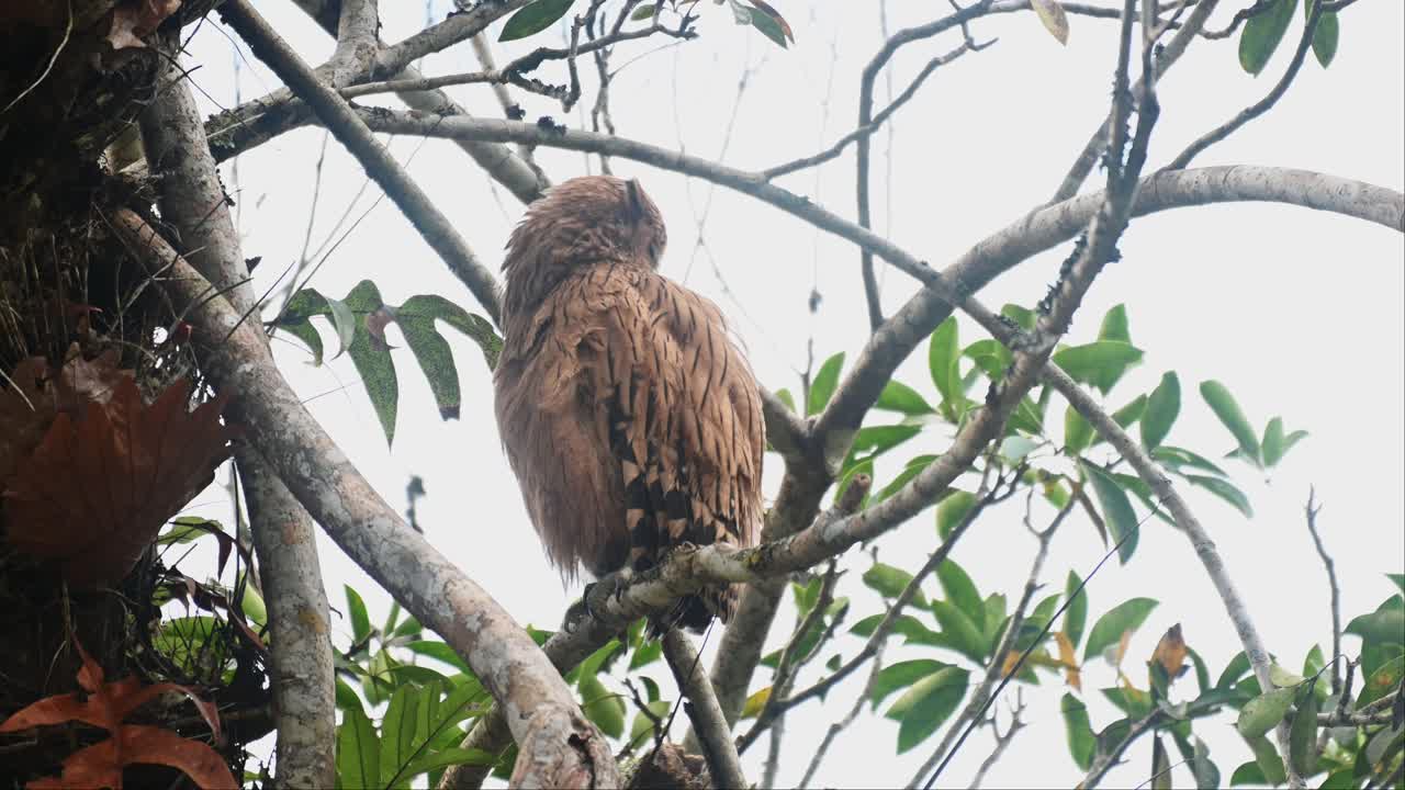 mirando hacia la derecha y luego limpia su espalda, búho de pescado buffy ketupa ketupu, recién nacido y madre, tailandia