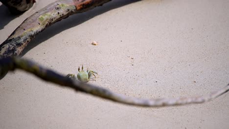 A-crab-filmed-on-a-rock-closeup-by-the-sea