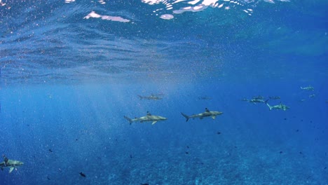 diving with sharks, blacktip reef shark. wide angle. over under shot