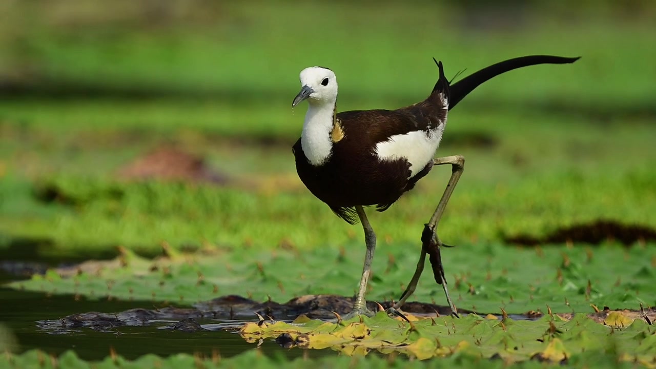 Ritratto nitido di uccello a bassa angolazione che mostra una Jacana dalla coda di fagiano in riproduzione mentre naviga in uno stagno paludoso con la sua caratteristica coda lunga e la macchia dorata sul collo