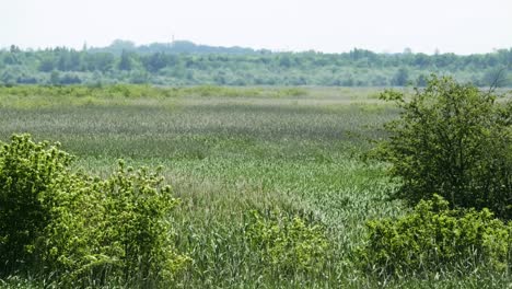 Panning-footage-from-a-countryside-nature-environment