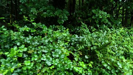 un letrero cubierto de vegetación en un bosque verde exuberante