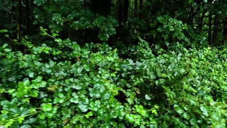 overgrown sign in lush green forest