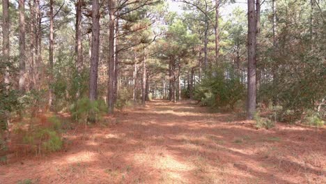 drone flight through pine forest in east texas