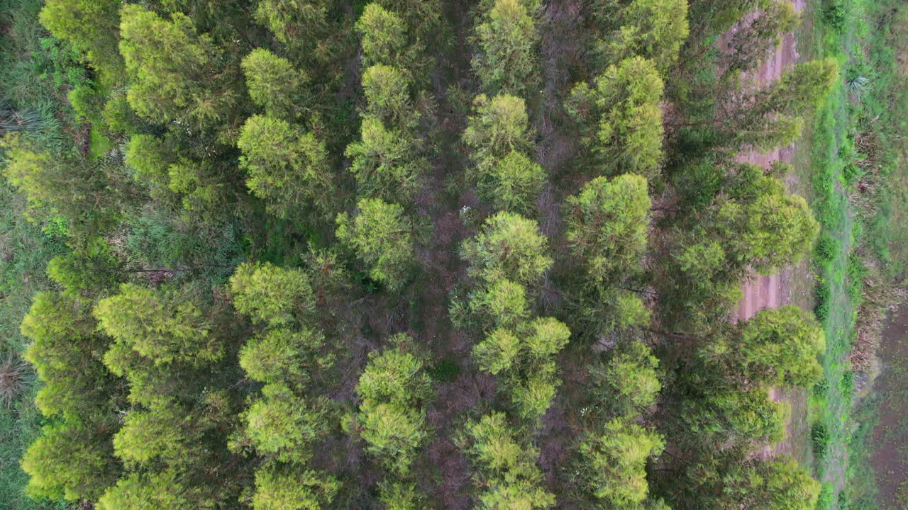Eucalyptus tree plantation aerial view, sustainable forestry and green industry concept