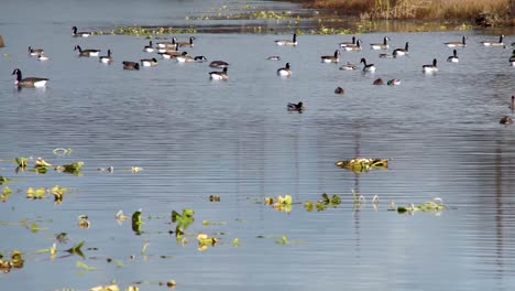 Migración-Animal-Estacional-De-Los-Gansos-Canadienses-En-El-Sur