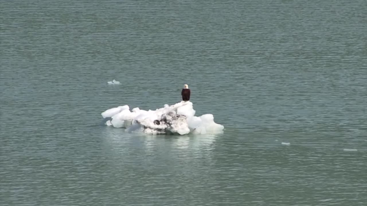 águila audaz descansando sobre un pequeño iceberg en el parque nacional y reserva de la bahía de los glaciares, alaska